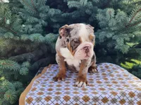 Fletch, a male English Bulldog for sale in Topeka, IN – Photo 6 of 10