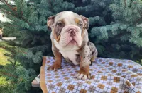 Fletch, a male English Bulldog for sale in Topeka, IN – Photo 10 of 10