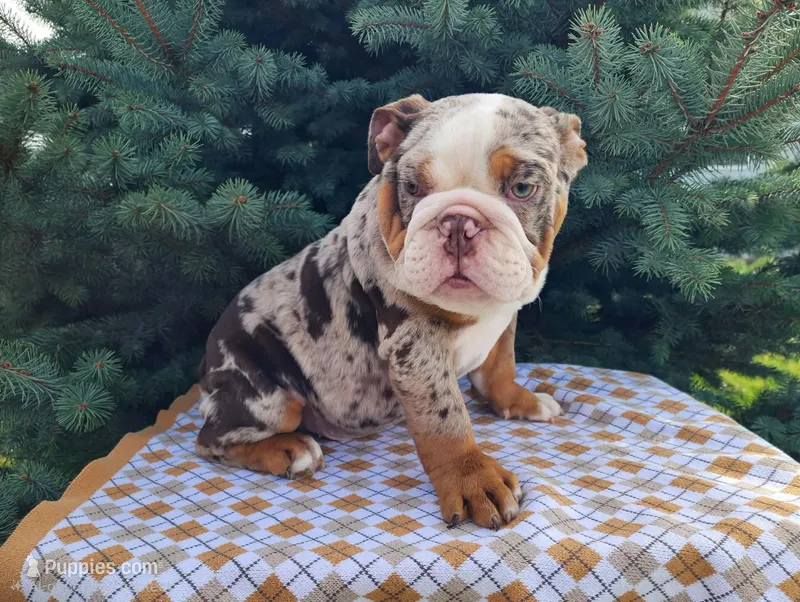 Fletch – English Bulldog puppy for sale in Topeka, IN
