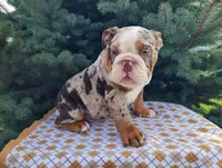 Fletch, a male English Bulldog for sale in Topeka, IN – Photo 1 of 10