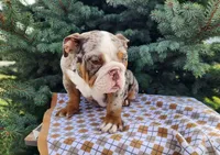 Fletch, a male English Bulldog for sale in Topeka, IN – Photo 9 of 10