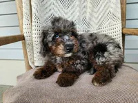 Leasha, a female Miniature Bernedoodle for sale in Topeka, IN – 2 of 10