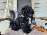 Brock, a male Miniature Bernedoodle for sale in Topeka, IN – 3 of 10