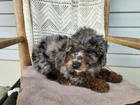 Leasha, a female Miniature Bernedoodle for sale in Topeka, IN – 6 of 10