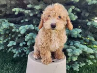 Liam, a male Miniature Bernedoodle for sale in Topeka, IN – 10 of 10
