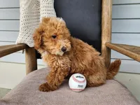 Spencer, a male Miniature Bernedoodle for sale in Topeka, IN – 6 of 10