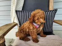 Blake, a male Miniature Bernedoodle for sale in Topeka, IN – 4 of 10
