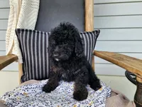Willow, a female Miniature Bernedoodle for sale in Topeka, IN – 3 of 9