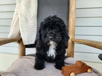 Brock, a male Miniature Bernedoodle for sale in Topeka, IN – 5 of 10