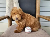 Spencer, a male Miniature Bernedoodle for sale in Topeka, IN – 4 of 10
