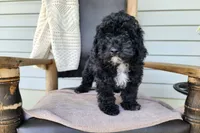 Brock, a male Miniature Bernedoodle for sale in Topeka, IN – 7 of 10
