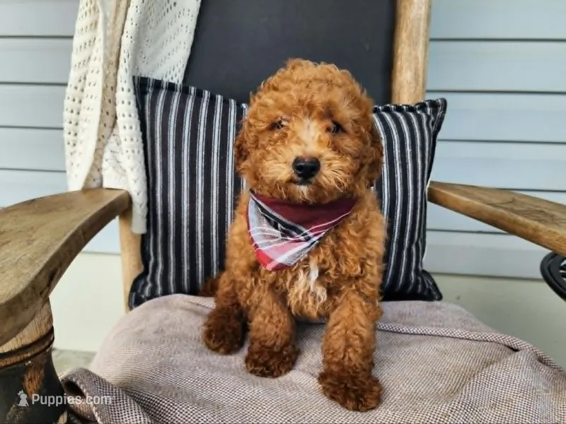Blake – Miniature Bernedoodle puppy for sale in Topeka, IN