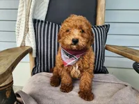 Blake, a male Miniature Bernedoodle for sale in Topeka, IN – 1 of 10