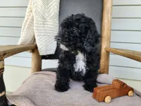 Brock, a male Miniature Bernedoodle for sale in Topeka, IN – 10 of 10