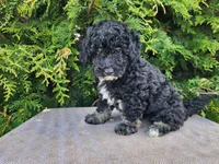 Mia, a female Miniature Bernedoodle for sale in Topeka, IN – Photo 2 of 10