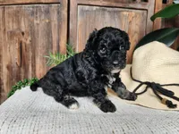 Mia, a female Miniature Bernedoodle for sale in Topeka, IN – Photo 8 of 10