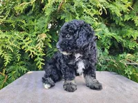 Mia, a female Miniature Bernedoodle for sale in Topeka, IN – Photo 10 of 10