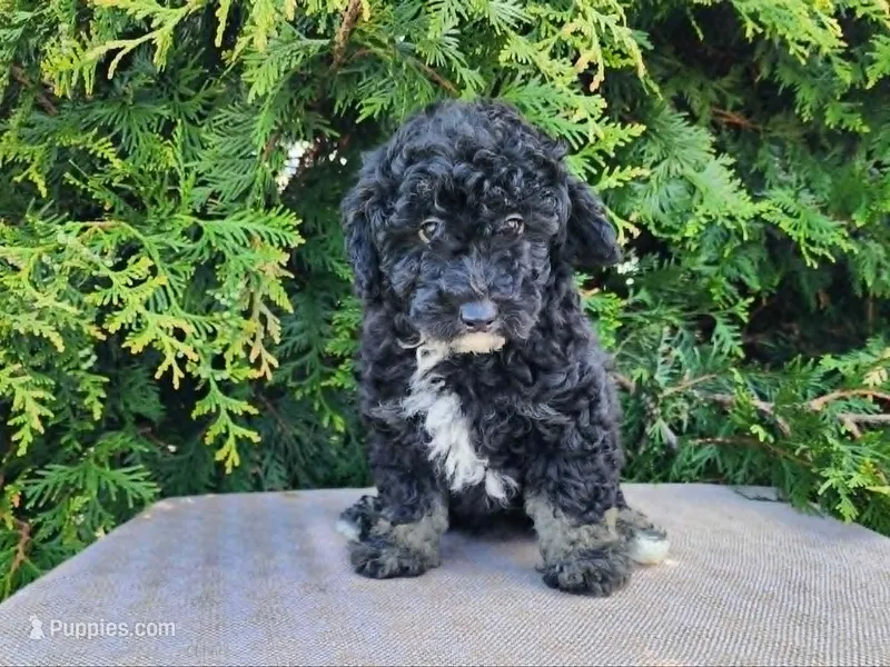 Mia – Miniature Bernedoodle puppy for sale in Topeka, IN