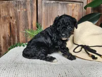 Mia, a female Miniature Bernedoodle for sale in Topeka, IN – Photo 7 of 10