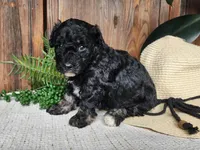 Mia, a female Miniature Bernedoodle for sale in Topeka, IN – Photo 2 of 10