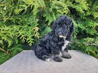 Mia, a female Miniature Bernedoodle for sale in Topeka, IN – Photo 9 of 10