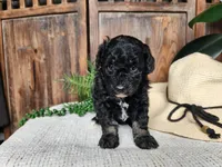 Mia, a female Miniature Bernedoodle for sale in Topeka, IN – Photo 9 of 10