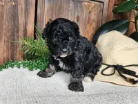 Mia, a female Miniature Bernedoodle for sale in Topeka, IN – Photo 5 of 10