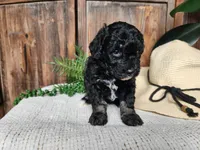 Mia, a female Miniature Bernedoodle for sale in Topeka, IN – Photo 1 of 10