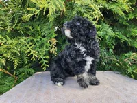 Mia, a female Miniature Bernedoodle for sale in Topeka, IN – Photo 6 of 10