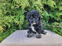 Mia, a female Miniature Bernedoodle for sale in Topeka, IN – Photo 3 of 10