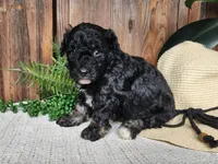 Mia, a female Miniature Bernedoodle for sale in Topeka, IN – Photo 4 of 10