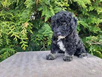 Mia, a female Miniature Bernedoodle for sale in Topeka, IN – Photo 5 of 10