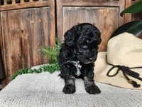 Mia, a female Miniature Bernedoodle for sale in Topeka, IN – Photo 3 of 10