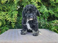 Mia, a female Miniature Bernedoodle for sale in Topeka, IN – Photo 7 of 10