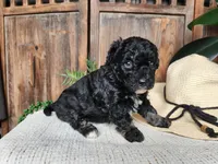 Mia, a female Miniature Bernedoodle for sale in Topeka, IN – Photo 6 of 10