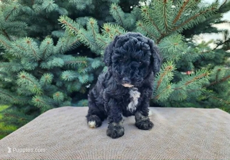Mia – Miniature Bernedoodle puppy for sale in Topeka, IN