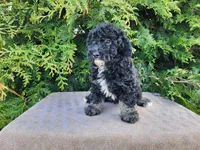 Mia, a female Miniature Bernedoodle for sale in Topeka, IN – Photo 8 of 10