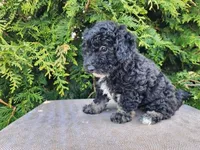 Mia, a female Miniature Bernedoodle for sale in Topeka, IN – Photo 4 of 10