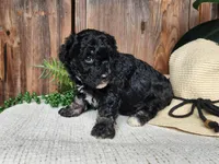 Mia, a female Miniature Bernedoodle for sale in Topeka, IN – Photo 10 of 10