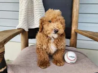 Spencer, a male Miniature Bernedoodle for sale in Topeka, IN – 5 of 10