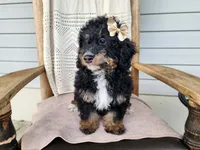 Karly, a female Miniature Bernedoodle for sale in Topeka, IN – 2 of 10