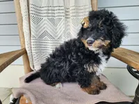 Karly, a female Miniature Bernedoodle for sale in Topeka, IN – 10 of 10