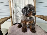 Leasha, a female Miniature Bernedoodle for sale in Topeka, IN – 9 of 10