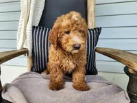 Dallas, a male Miniature Bernedoodle for sale in Topeka, IN – 9 of 10