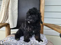 Willow, a female Miniature Bernedoodle for sale in Topeka, IN – 2 of 9