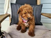 Blake, a male Miniature Bernedoodle for sale in Topeka, IN – 7 of 10