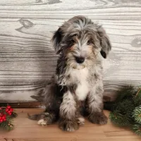 Blitz, a male Miniature Bernedoodle for sale in Topeka, IN – Photo 10 of 10