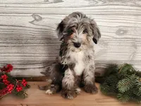 Blitz, a male Miniature Bernedoodle for sale in Topeka, IN – Photo 10 of 10