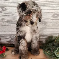 Blitz, a male Miniature Bernedoodle for sale in Topeka, IN – Photo 2 of 10