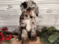 Blitz, a male Miniature Bernedoodle for sale in Topeka, IN – Photo 2 of 10